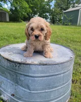 Max, a male Cockapoo for sale in Jenkins, MO – 3 of 4