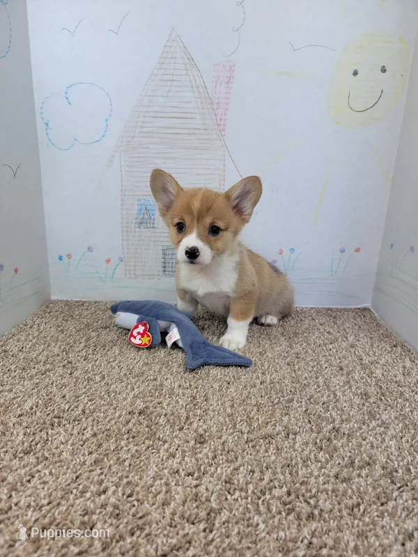 Missy – Pembroke Welsh Corgi puppy for sale in Jenkins, MO