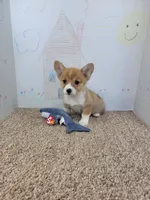 Missy, a female Pembroke Welsh Corgi for sale in Jenkins, MO – 1 of 3