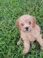 Abby, a female Cockapoo for sale in Jenkins, MO – 2 of 4