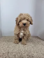 Teddy, a male Cockapoo for sale in Jenkins, MO – Photo 2 of 3