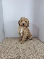 Teddy, a male Cockapoo for sale in Jenkins, MO – Photo 3 of 3