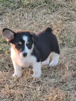 Scout, a female Pembroke Welsh Corgi for sale in Jenkins, MO – 4 of 5