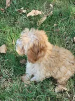 Millie, a female Cockapoo for sale in Jenkins, MO – 8 of 8