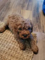 Toby, a male Cockapoo for sale in Jenkins, MO – 3 of 4
