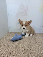 Brady, a male Pembroke Welsh Corgi for sale in Jenkins, MO – 2 of 4