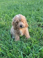 Sam, a male Cockapoo for sale in Jenkins, MO – 4 of 4