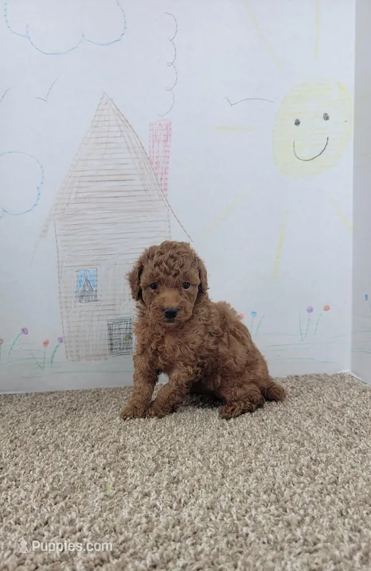 Leo – Poodle - Miniature  puppy for sale in Jenkins, MO