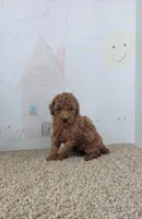 Leo, a male Poodle - Miniature  for sale in Jenkins, MO – Photo 1 of 4