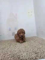 Leo, a male Poodle - Miniature  for sale in Jenkins, MO – Photo 2 of 4