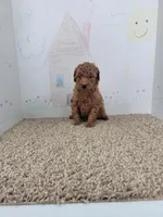 Leo, a male Poodle - Miniature  for sale in Jenkins, MO – Photo 4 of 4