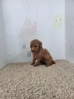 Leo, a male Poodle - Miniature  for sale in Jenkins, MO – Photo 3 of 4