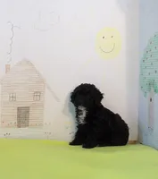 Pepper, a female Cockapoo for sale in Jenkins, MO – Photo 1 of 3