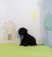 Pepper, a female Cockapoo for sale in Jenkins, MO – Photo 3 of 3