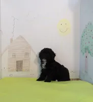 Pepper, a female Cockapoo for sale in Jenkins, MO – Photo 2 of 3