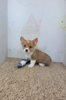 Bentley, a male Pembroke Welsh Corgi for sale in Jenkins, MO – 2 of 4