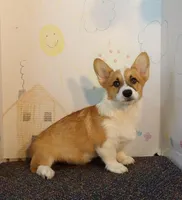 Finn, a male Pembroke Welsh Corgi for sale in Jenkins, MO – Photo 2 of 3