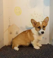 Finn, a male Pembroke Welsh Corgi for sale in Jenkins, MO – Photo 3 of 3