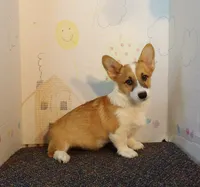Finn, a male Pembroke Welsh Corgi for sale in Jenkins, MO – Photo 1 of 3