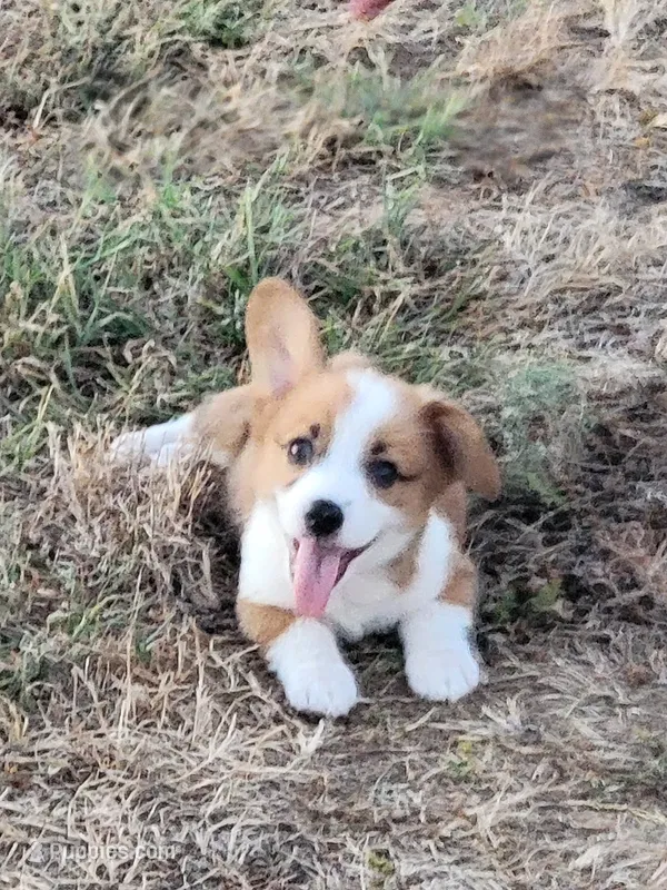 Chief – Pembroke Welsh Corgi puppy for sale in Jenkins, MO