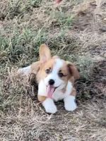 Chief, a male Pembroke Welsh Corgi for sale in Jenkins, MO – 1 of 4