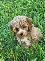 Benny, a male Cockapoo for sale in Jenkins, MO – 2 of 4