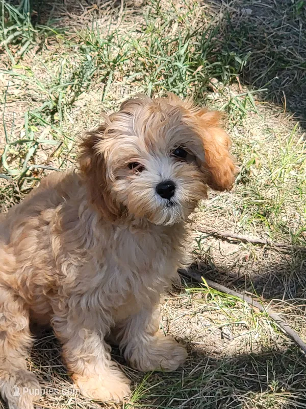 Millie – Cockapoo puppy for sale in Jenkins, MO