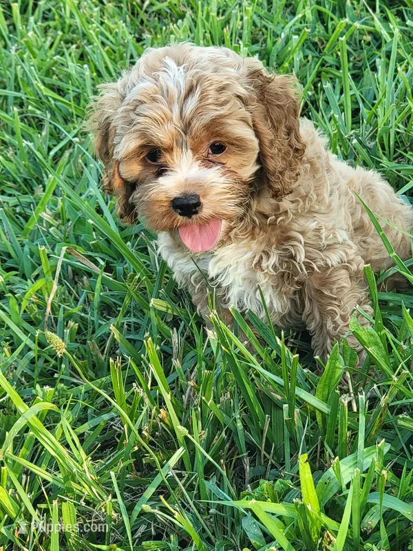 Benny – Cockapoo puppy for sale in Jenkins, MO