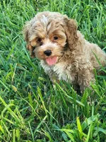 Benny, a male Cockapoo for sale in Jenkins, MO – 1 of 4