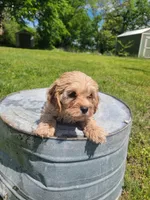 Max, a male Cockapoo for sale in Jenkins, MO – 4 of 4
