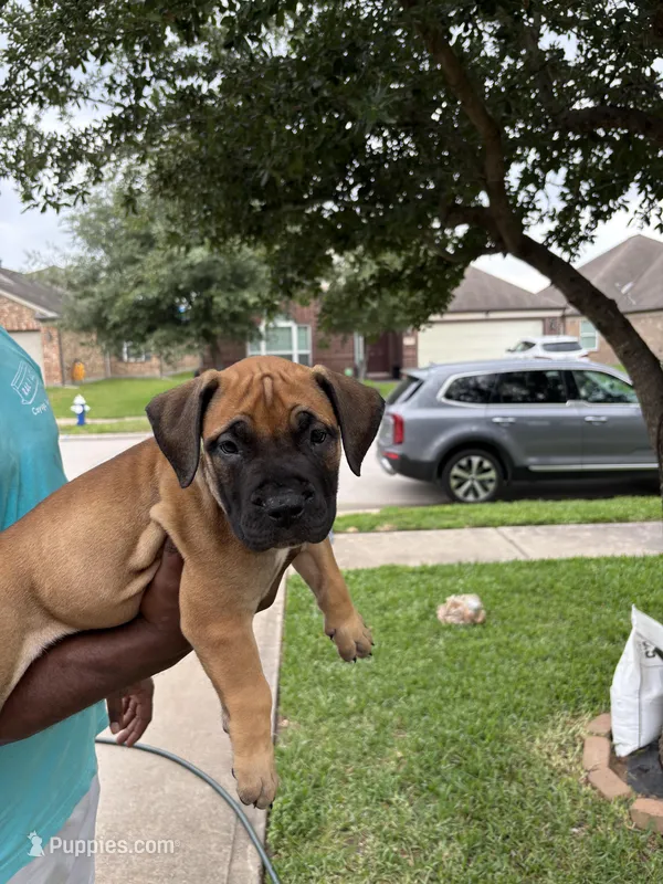 Lime Green Girl – Boerboel puppy for sale in Houston, TX
