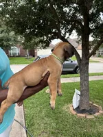 Lime Green Girl, a female Boerboel for sale in Houston, TX – Photo 2 of 2
