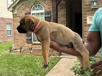 Orange boy , a male Boerboel for sale in Houston, TX – Photo 2 of 2