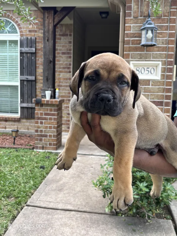 Orange boy  – Boerboel puppy for sale in Houston, TX