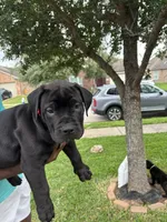 Red Boy, a male Boerboel for sale in Houston, TX – Photo 2 of 2