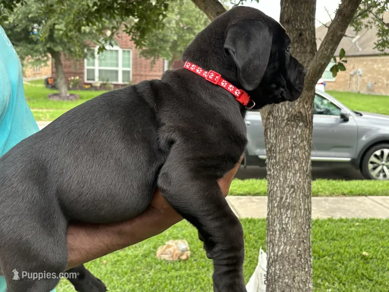 Red Boy – Boerboel puppy for sale in Houston, TX
