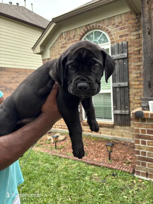 Brown Boy  – Boerboel puppy for sale in Houston, TX