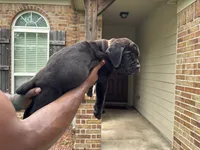 Brown Boy , a male Boerboel for sale in Houston, TX – Photo 2 of 2