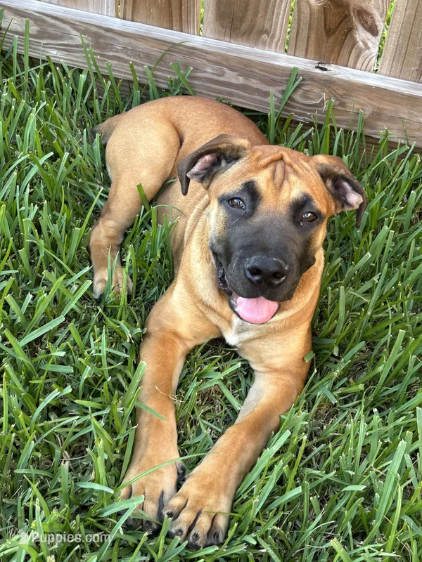 Lime Green Girl – Boerboel puppy for sale in Houston, TX