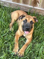 Sunshine, a female Boerboel for sale in Houston, TX – 1 of 1