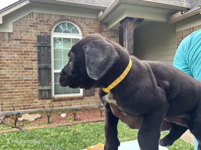 Yellow Boy – Boerboel puppy for sale in Houston, TX