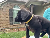 Yellow Boy, a male Boerboel for sale in Houston, TX – Photo 1 of 2