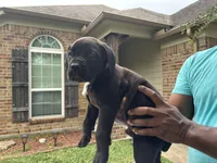 Yellow Boy, a male Boerboel for sale in Houston, TX – Photo 2 of 2