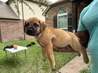Black boy , a male Boerboel for sale in Houston, TX – Photo 2 of 2