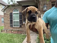 Black boy , a male Boerboel for sale in Houston, TX – Photo 1 of 2