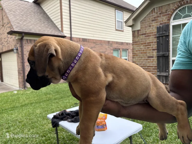Purple girl – Boerboel puppy for sale in Houston, TX
