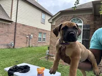Purple girl, a female Boerboel for sale in Houston, TX – Photo 2 of 2