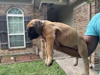 Pink girl , a female Boerboel for sale in Houston, TX – Photo 2 of 2