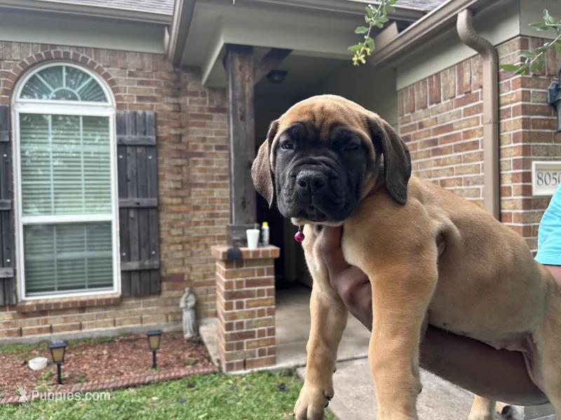 Pink girl  – Boerboel puppy for sale in Houston, TX
