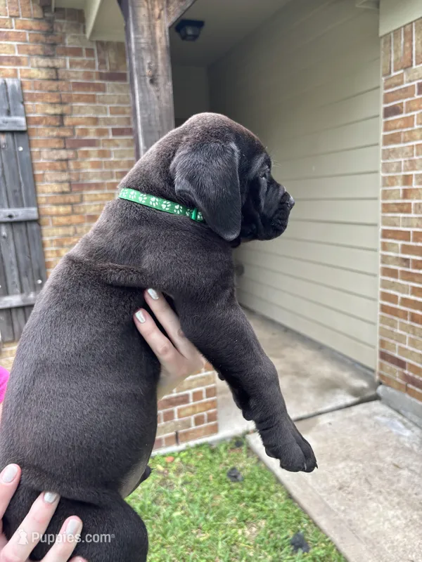 Green Boy – Boerboel puppy for sale in Houston, TX